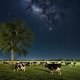 Cow Tipping Prank